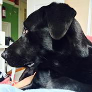 Blanding af racer Daisy