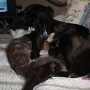 Blanding af racer Klunte-Hunden