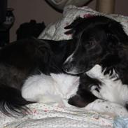 Blanding af racer Klunte-Hunden