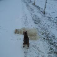 Siberian husky Teis