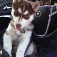 Siberian husky Suki