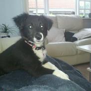 Border collie Mille