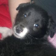Border collie Mille