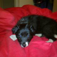 Border collie Mille