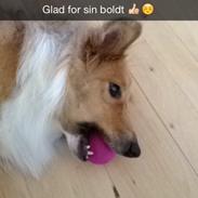 Shetland sheepdog Trunte