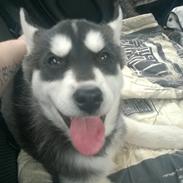 Siberian husky Gayo [Min Første Hund]