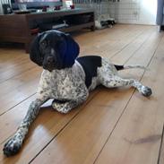 Blanding af racer Dexter