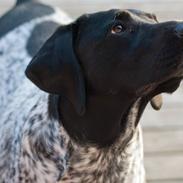 Blanding af racer Dexter