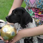 Blanding af racer Dexter