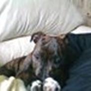 Staffordshire bull terrier Buller