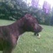 Staffordshire bull terrier Buller