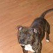 Staffordshire bull terrier Buller