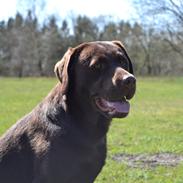 Labrador retriever Dinna