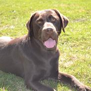 Labrador retriever Dinna