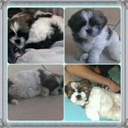 Shih tzu <3 Bella <3