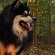 Finsk lapphund Happy Lapp Cosmo - Kenzo