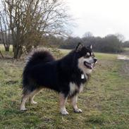 Finsk lapphund Happy Lapp Cosmo - Kenzo