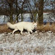 Hvid Schweizisk Hyrdehund MTM Qing Quicksilver