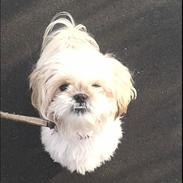 Shih tzu Smila