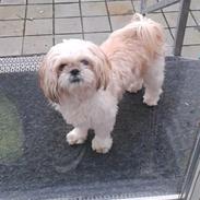 Shih tzu Smila