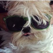Shih tzu Smila