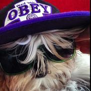 Shih tzu Smila