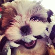 Shih tzu Smila