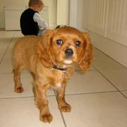 Cavalier king charles spaniel Diego