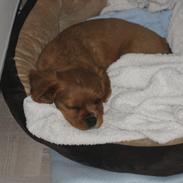 Cavalier king charles spaniel Diego