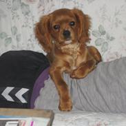 Cavalier king charles spaniel Diego