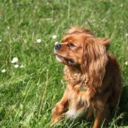 Cavalier king charles spaniel Diego