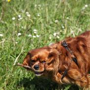 Cavalier king charles spaniel Diego