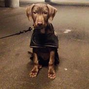 Blanding af racer Django