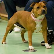 Staffordshire bull terrier tovdal wicky wagging tail