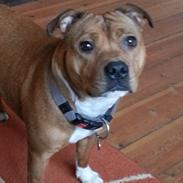 Staffordshire bull terrier tovdal wicky wagging tail