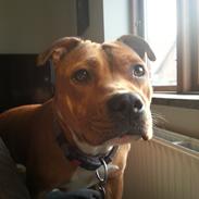 Staffordshire bull terrier tovdal wicky wagging tail