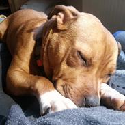 Staffordshire bull terrier tovdal wicky wagging tail