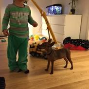 Dvaergpinscher Trolde