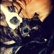 Staffordshire bull terrier Kashmir