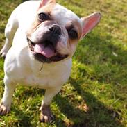 Fransk bulldog Penny