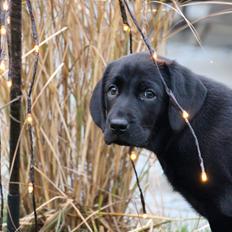 Labrador retriever Fomel 1, Nala