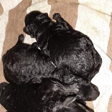 Toypuddel Aton´s Fluffy Cuba