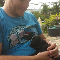 Toypuddel Aton´s Fluffy Cuba