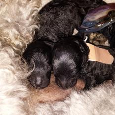 Toypuddel Aton´s Fluffy Cuba