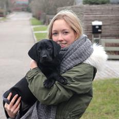 Labrador retriever Fomel 1, Nala