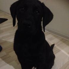 Labrador retriever Kenzo