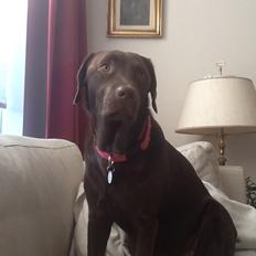 Labrador retriever Molli