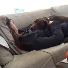 Labrador retriever Molli