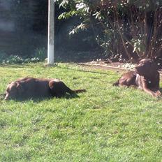 Labrador retriever Molli