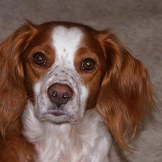 Breton Balto • RIP•